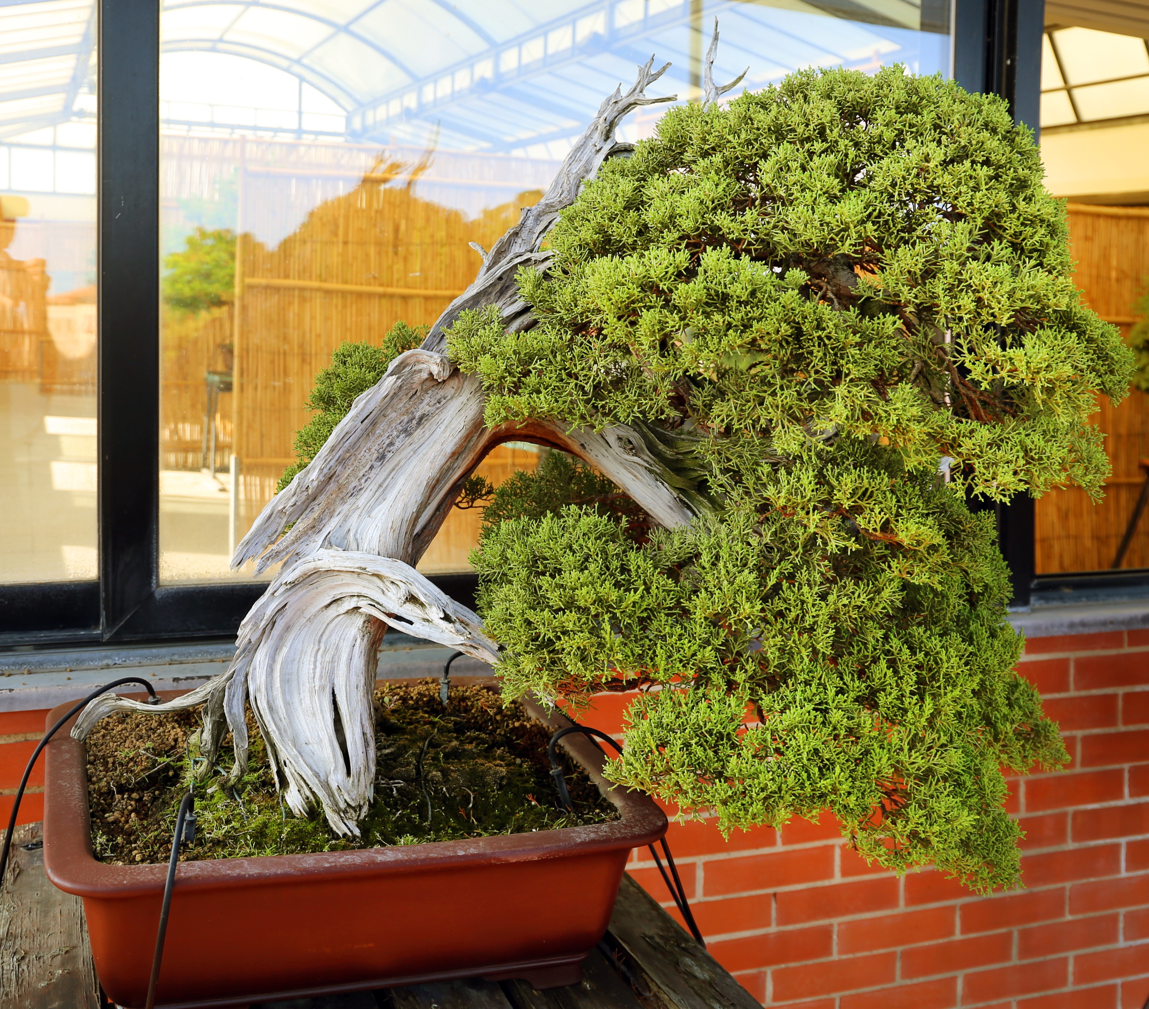 Chinese juniper bonsai with a slanting pale deadwood trunk and dense green foliage extending to the right